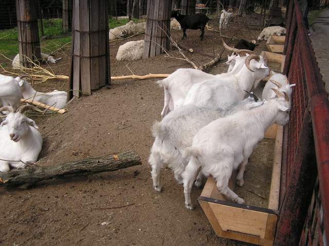 Foto_061.jpg