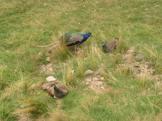 Foto_095.jpg