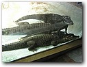 Foto_034.jpg