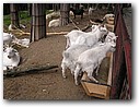 Foto_061.jpg