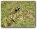 Foto_095.jpg
