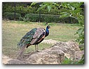 Foto_100.jpg