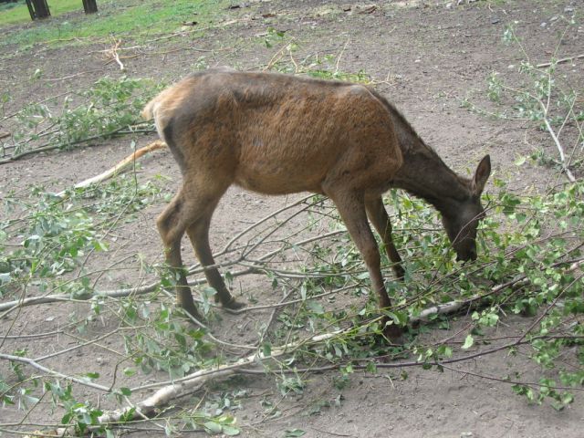 Foto_083.jpg