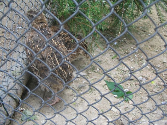 Foto_098.jpg