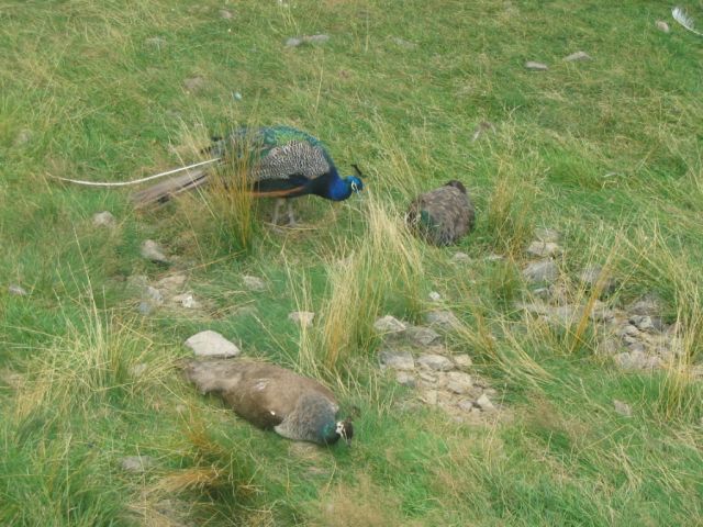 Foto_117.jpg