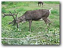 Foto_076.jpg